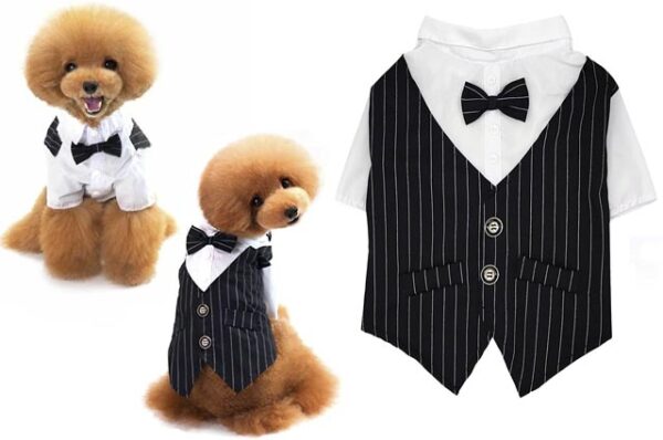 Groom suit for dogs