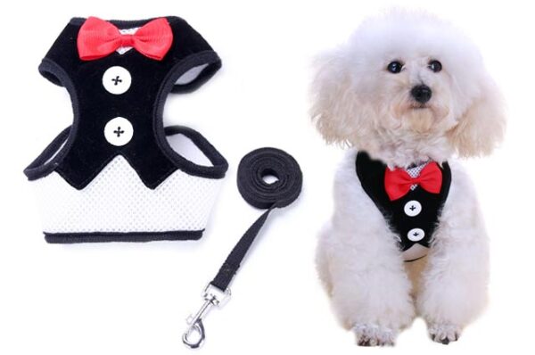 Groom's suit dog collar