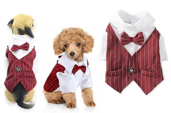 Groom suit for dogs